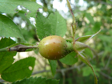 Fruits rouges à maturité appelés cynorrhodons. Agrandir dans une nouvelle fenêtre (ou onglet)